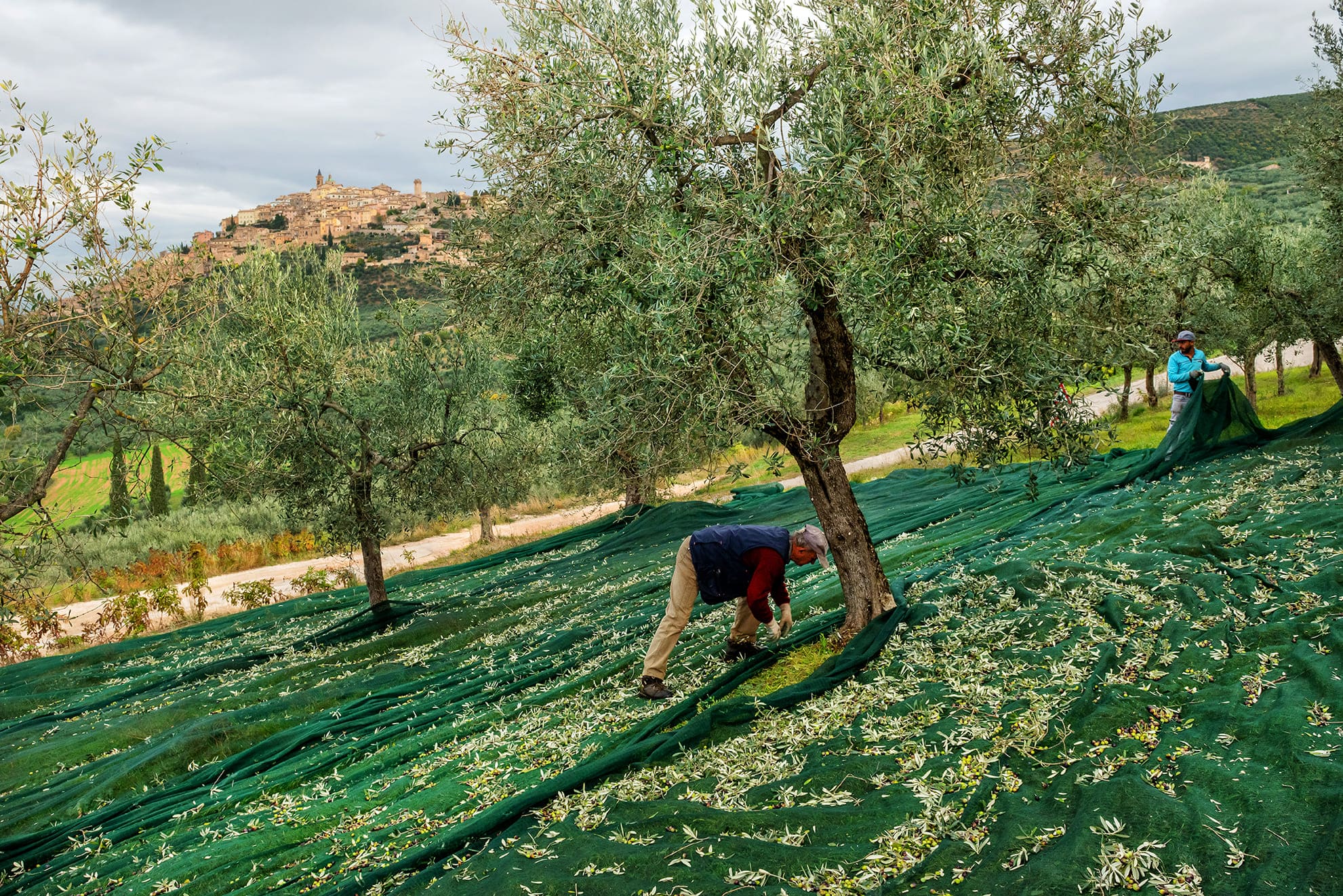 Raccolta olive ai piedi di Trevi                                    
                                                                        
                                    
